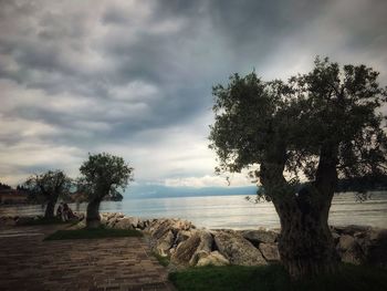 Trees on beach against sky