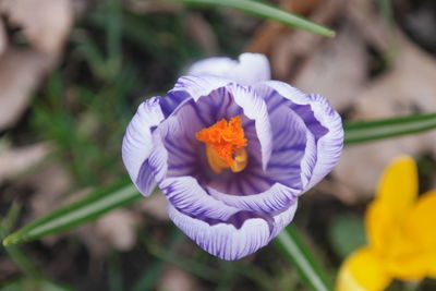 Close-up of purple flowering plant