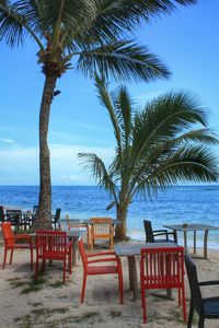Palm trees on beach
