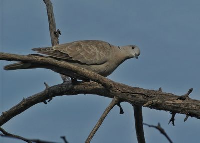 Low angle view of bare tree