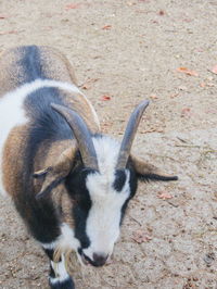 High angle view of goat on field