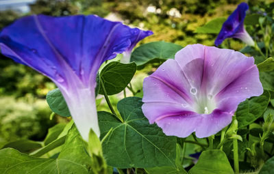 Close-up of purple flowering plant