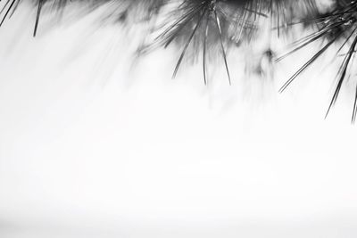 Low angle view of trees against sky