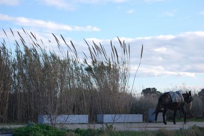 Horses on field against sky