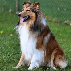 Dog standing on grass