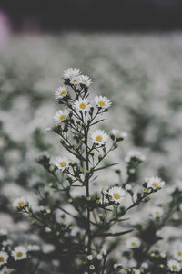 Close-up of white flowering plant