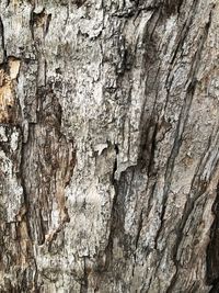 Full frame shot of tree trunk