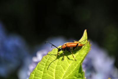 Close-up of insect on leaf