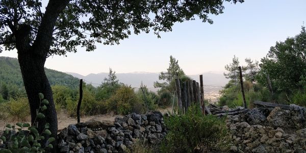 Panoramic shot of trees on field against sky