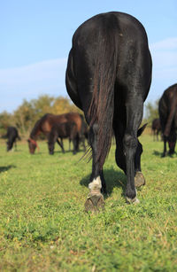 Horse grazing in a field