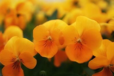 Close-up of yellow flower