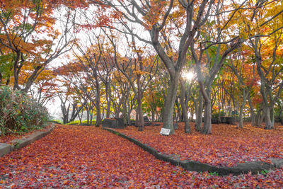 Autumn trees against sky