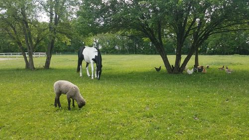 Horse, lamb, and chickens in farm field