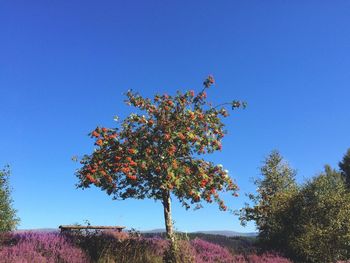 Flowering tree growing on field against clear blue sky