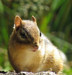 Close-up of a squirrel