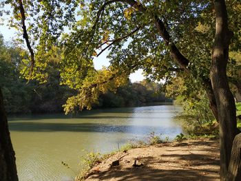 Scenic view of lake amidst trees during autumn