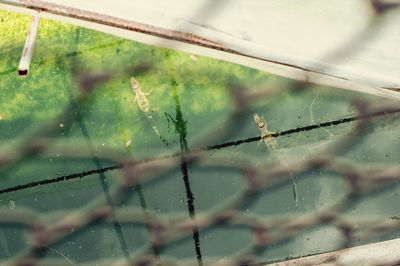 Close-up of wet spider web on window