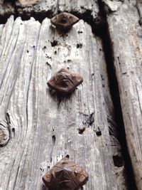 Close-up of lizard on wood