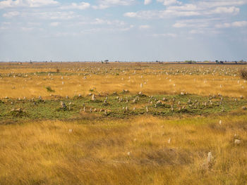 Termite hills in dry grass on field against sky, zambia, africa