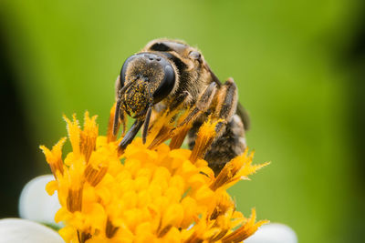 Close-up of insect on pollen