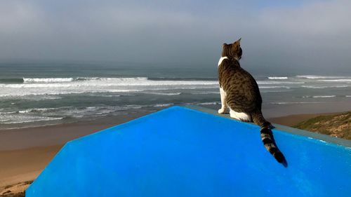 View of a cat on beach