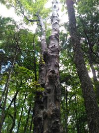 Low angle view of trees in forest