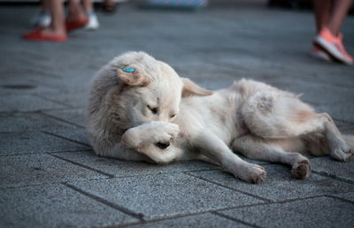 View of a dog on footpath