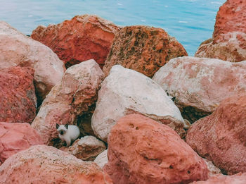 Feral kitten among the rocks on the beach 