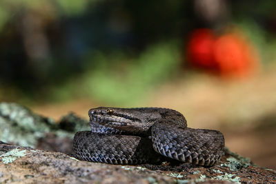 Close-up of lizard on rock, snake