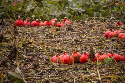 Red berries on field