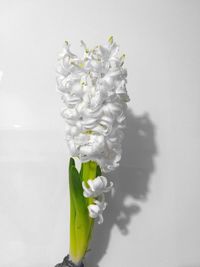 Close-up of white flowers