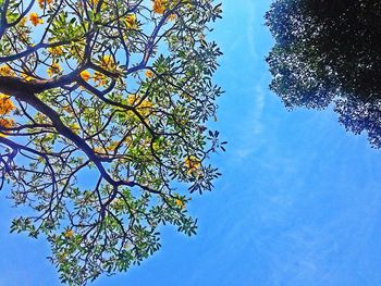 Low angle view of tree against blue sky