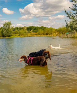 Dogs in a lake