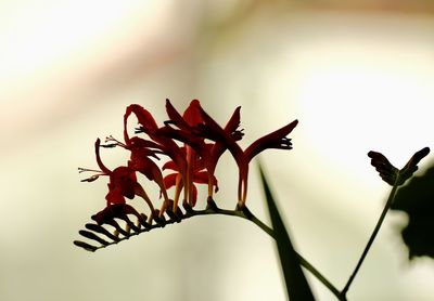 Close-up of red flowering plant