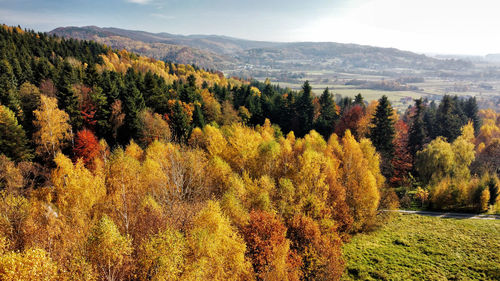 Scenic view of forest during autumn