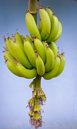 Close-up of fruits hanging on tree