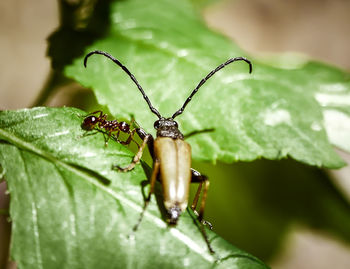 Close-up of insect on leaf