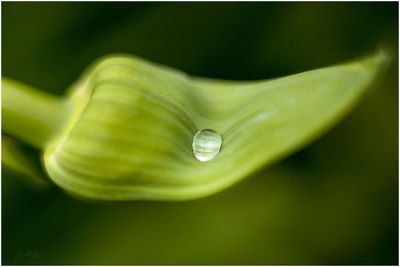 Close-up of green leaves