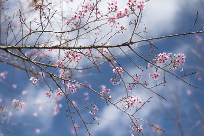 Low angle view of cherry blossoms against sky