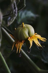 Growing tomato