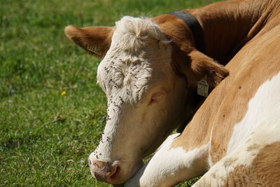 Cow in a field