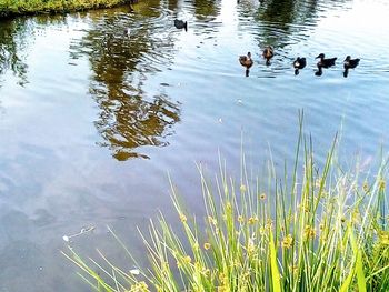 High angle view of ducks swimming in lake