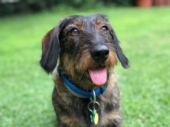 Close-up portrait of dog