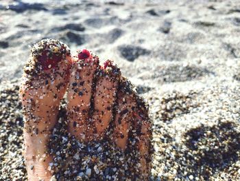 Close-up of hand on sand