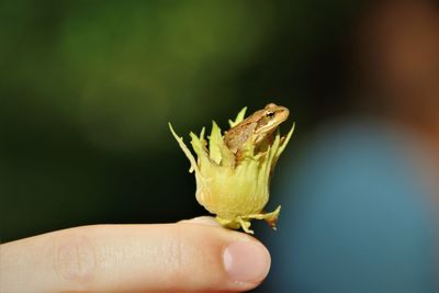 Close-up of a hand holding lizard