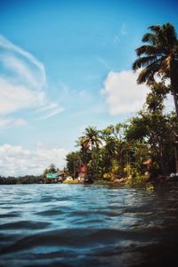 Scenic view of palm trees by sea against sky