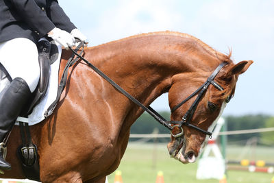 Horse in ranch