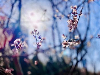 Close-up of cherry blossom on tree