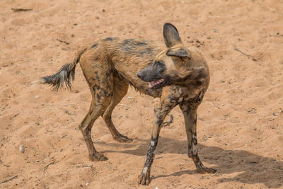 High angle view of two dogs running on sand