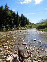 Scenic view of a lake